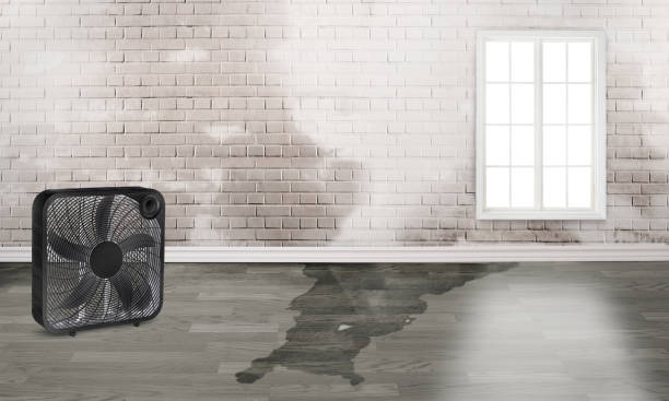 Best Water damage cleanup near me  in Kalama, WA